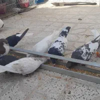 کبوتر|پرنده|طاغنکوه, |دیوار