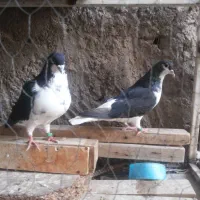 شیرازی