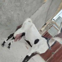 بز شیرا عروسک