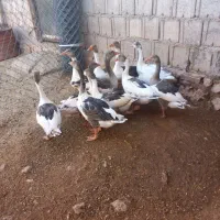 غاز