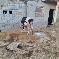 گاو وگوساله داشتی هلشتاینی
