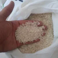 برنج هاشمی و دم سیاه
