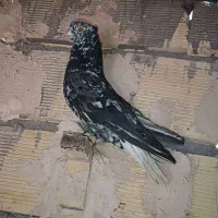 کبوتر|پرنده|بهرمان, |دیوار