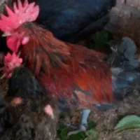 خروس