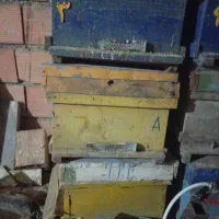 نگهبانی زنبور پذیرفته میشود جنگل توسکستان