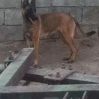 مالینویز