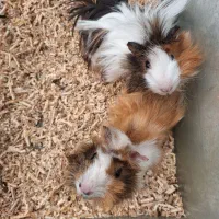 خوکچه همستر دستی