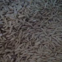 ۸۰۰کیلو جو