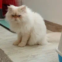 گربه پرشین سفید