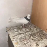 تعدادی کبوتر