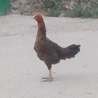 لاری