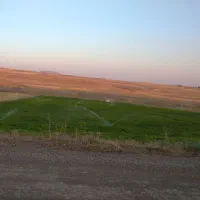 ۲تن گیاه نرمه و۱تن یونجه خرمن کوب شده فروشی