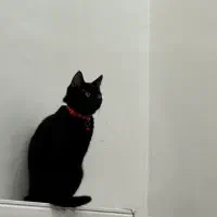 گربه