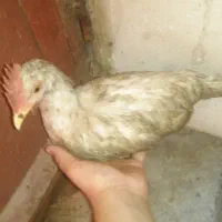 خروس|حیوانات مزرعه|اردبیل, |دیوار