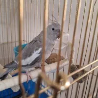 عروس هلندی ماده