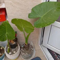 گل بابا آدم
