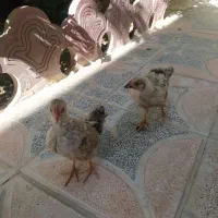 جوجه مرغ