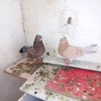 کفتر،زردکاکلی،سورورنر