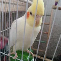 عروس هلندی با جوجه