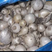موسیر