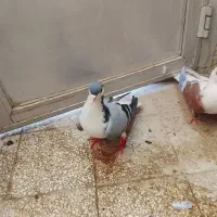 فروش