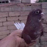 کبوتر