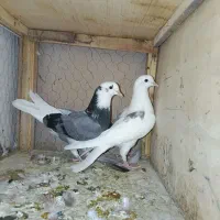 کبوتر