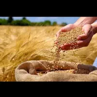 فروش گندم