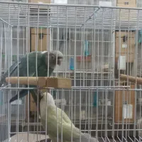 جفت گرینچیک مونچیک ردچیک سانچیک تراکوییس اناناسی