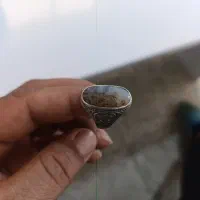 انگشتر زیرخاکی شجرپاییزه نایب