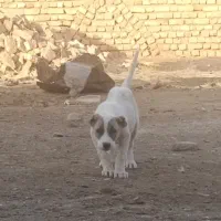 توله نر خراسانی