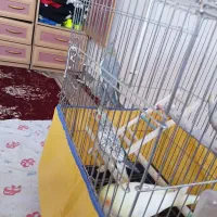یک نر و دو ماده