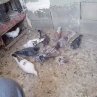 کفتر