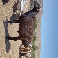 یک راس قوچ افغانی سه راس میش ترکی