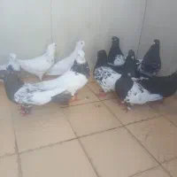 کبوتر