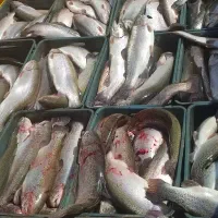 ماهی قزل آلا آب چشمه  تمیز و بسته بندی شده