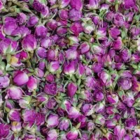 غنچه گل محمدی