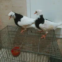 یک جفت مفلق طوقی زرین سیاه کاکلی پالخت