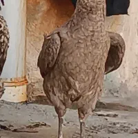 مرغ