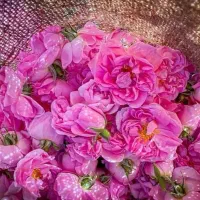 گل محمدی (قزل گول) مخصوص مربا