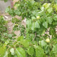 اجاره ویلا باغ
