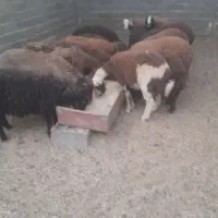 بره نر