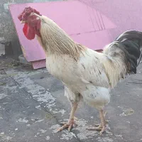 حیوانات