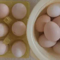 تخم مرغ نطفه دار برهما