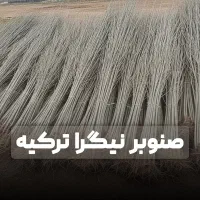 فروش صنوبر نیگیرای ترکیه با ۱۰درصد تخفیف