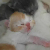 فروش بچه پرشین