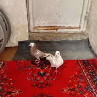 جوجه تکدومی وطوقی
