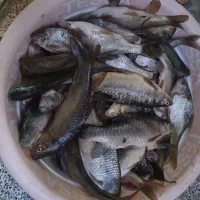 ماهی آزاد رودخانه