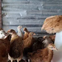 جوجه مرغ محلی گاپایگانی و مرغ تاقچه