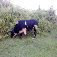 ورزا ورزا چالوسی لیشه
